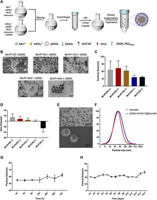 Manganese-based nanoadjuvants for enhancement of immune effect of DNA vaccines